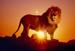 Lion_Sun